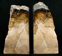 Oregon Petrified Wood Bookends - Oak #5049-1